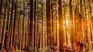 Redwood National Park, Arcata California USA elopement location ideas